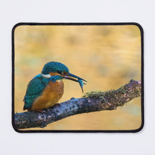 Item preview, Kingfisher designed and sold by iCimages.net.