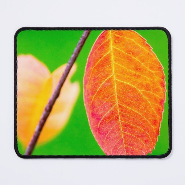Item preview, Autumn orange leaf with green background designed and sold by iCimages.net.