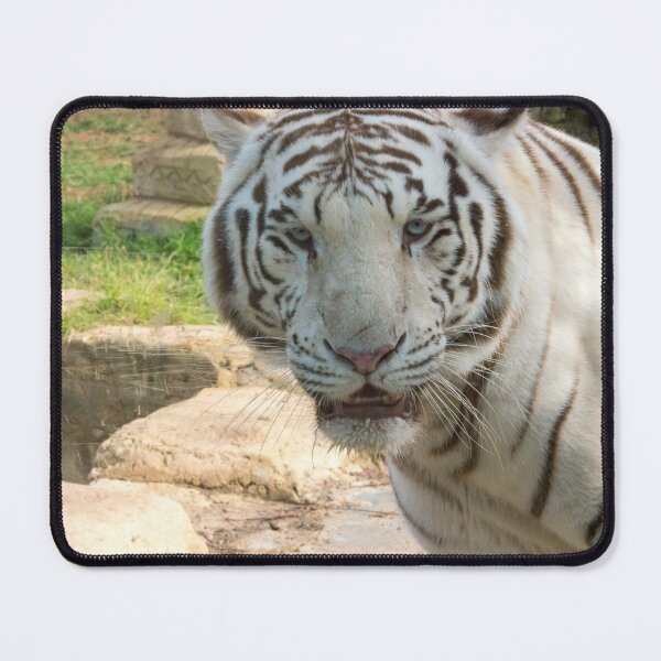 Item preview, White tiger designed and sold by iCimages.net.
