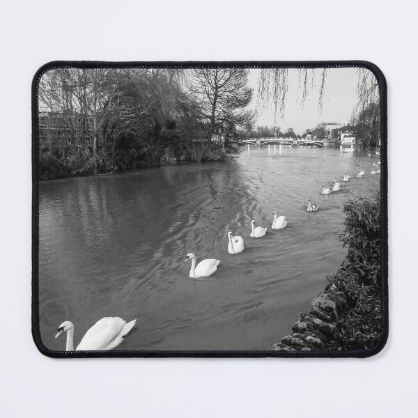 Aperçu de l'œuvre Line of white swans on the river Thames créée et vendue par iCimages.net.