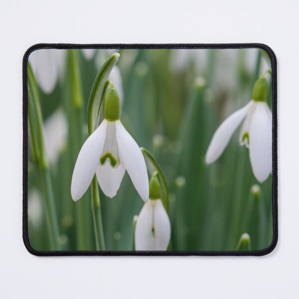 Item preview, Snowdrop flowers designed and sold by iCimages.net.