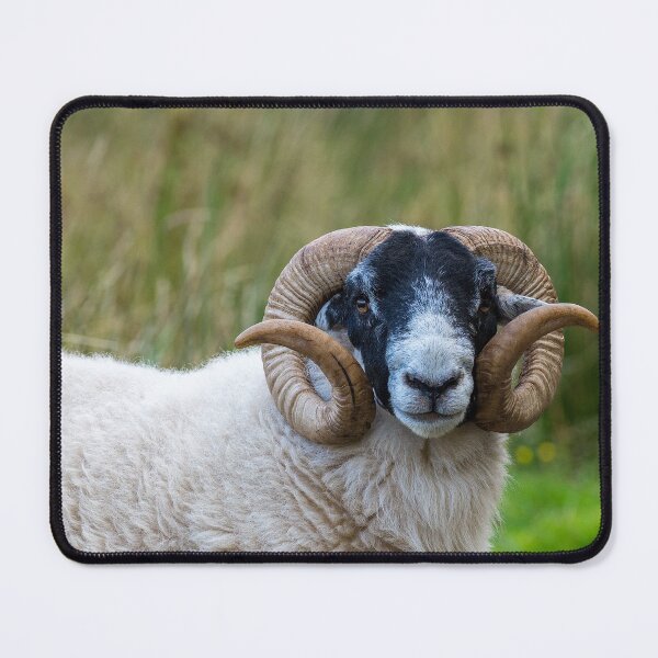 Item preview, Scottish Blackface Sheep designed and sold by iCimages.net.