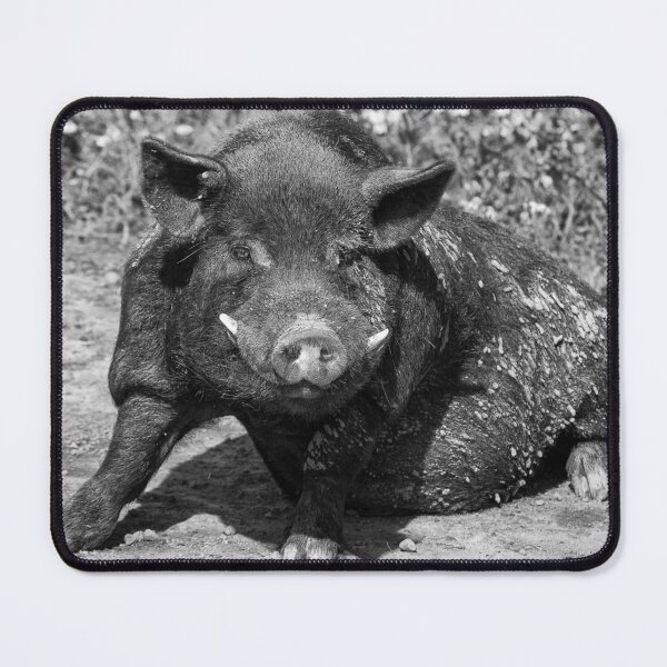 Item preview, Pig wallowing in mud designed and sold by iCimages.net.