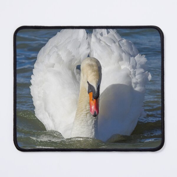 Item preview, Male mute white swan. designed and sold by iCimages.net.