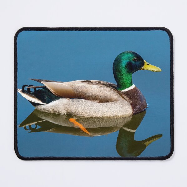 Item preview, Mallard drake duck on pond designed and sold by iCimages.net.