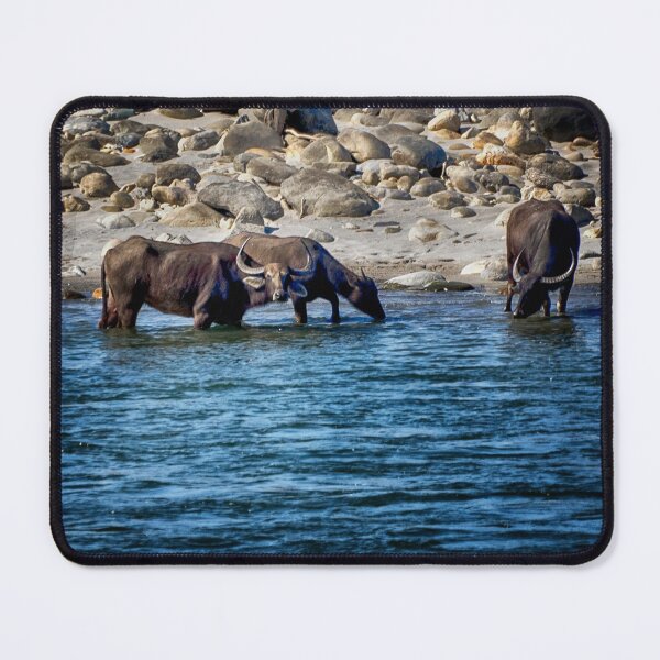 Item preview, Water Buffalo in the Manas River designed and sold by Kathy Weaver.