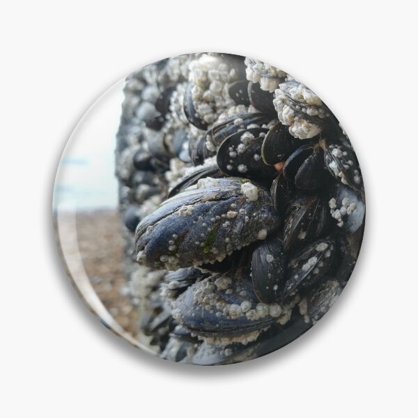 Item preview, Mussels clinging to wall on Brighton beach designed and sold by TheScraggyBeard.