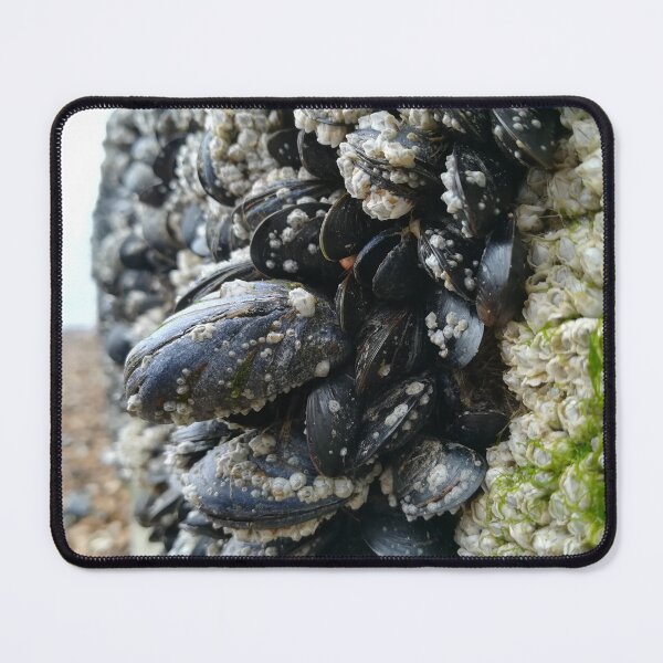 Item preview, Mussels clinging to wall on Brighton beach designed and sold by TheScraggyBeard.