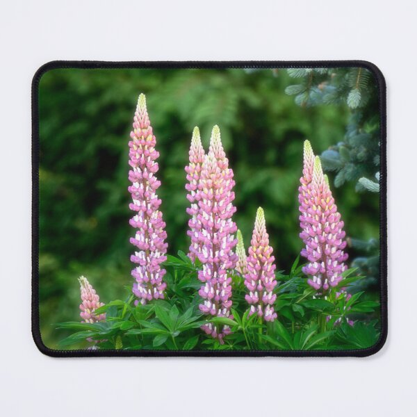 Item preview, Lupines in My Garden designed and sold by Kathy Weaver.