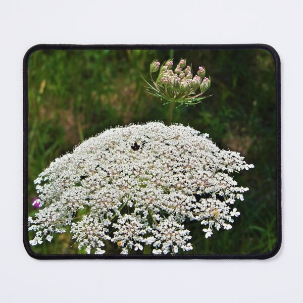 Item preview, Giant Queen Anne's Lace designed and sold by CJGrimes.