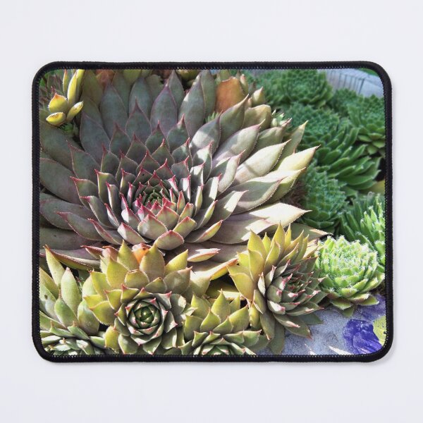 Item preview, Hens and Chicks designed and sold by CJGrimes.
