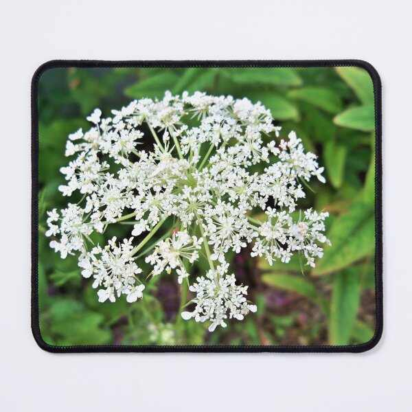 Item preview, Queen Anne's Lace designed and sold by CJGrimes.