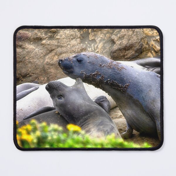 Item preview, Elephant Seals designed and sold by Kathy Weaver.