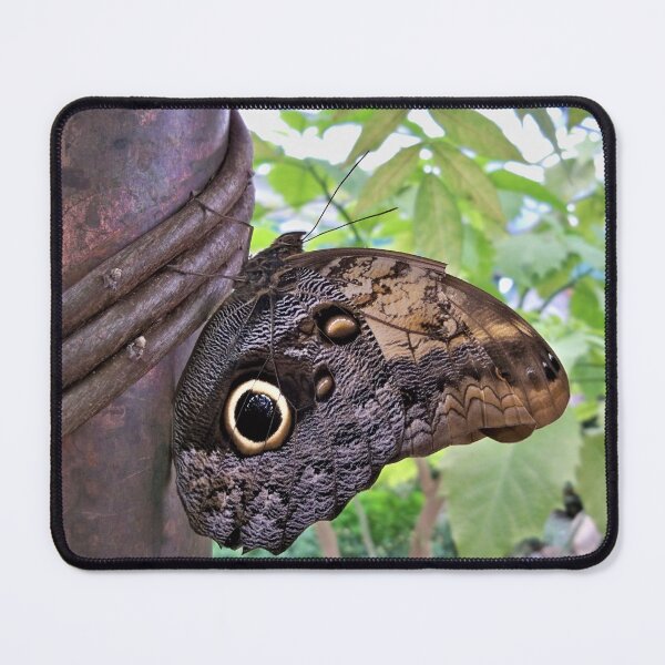 Item preview, Owl Eyes designed and sold by CJGrimes.