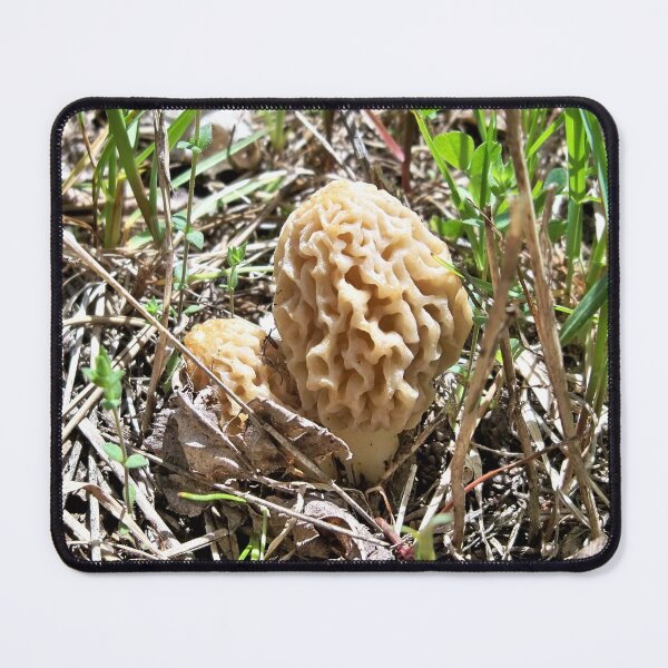 Item preview, Morels designed and sold by CJGrimes.