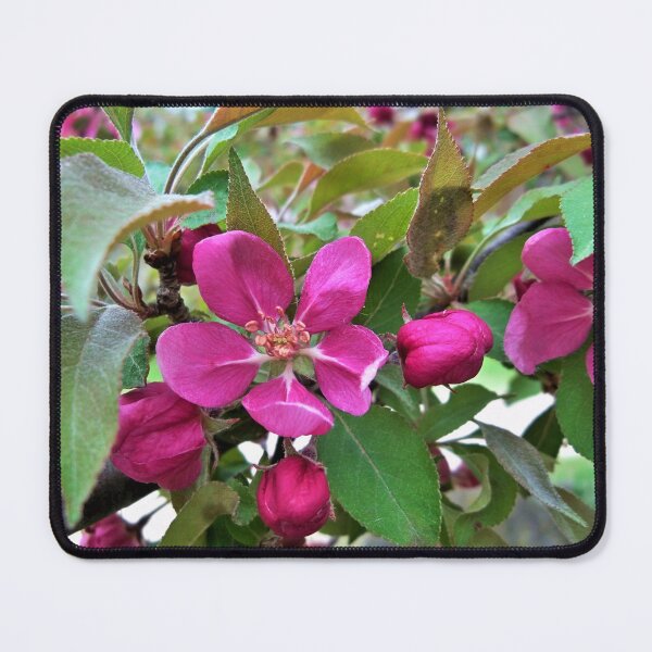Item preview, Crabapple Bloom designed and sold by CJGrimes.
