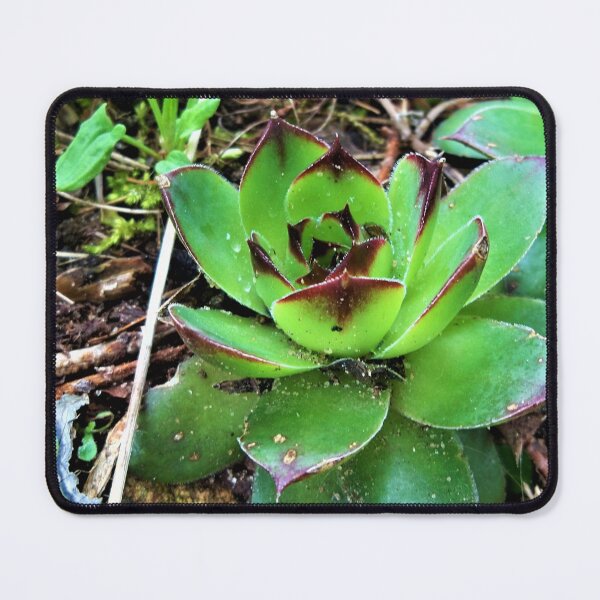 Item preview, Spring Succulent  designed and sold by CJGrimes.