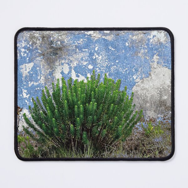 Item preview, Old Grungy Wall New Plant designed and sold by Anna Lemos.