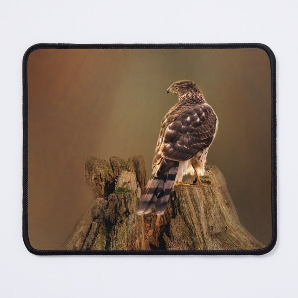 Item preview, Cooper's Hawk designed and sold by Kathy Weaver.