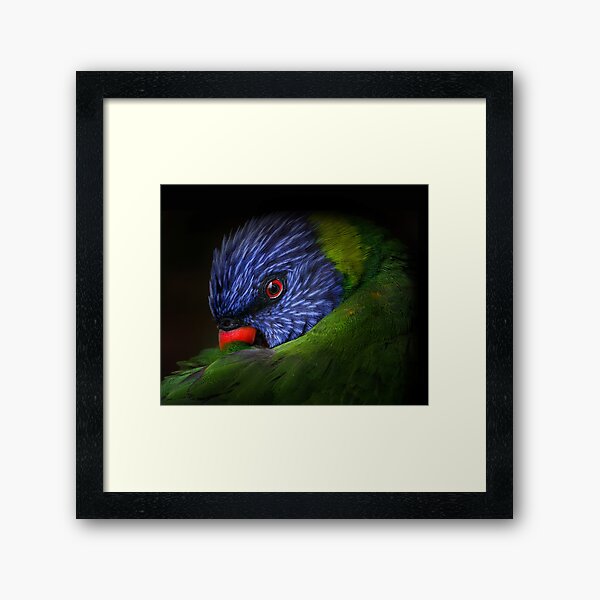 lorikeet Framed Art Print