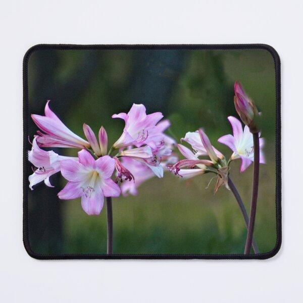 Item preview, Amaryllis Belladonna Lovely Pink Poisonous Flowers designed and sold by Anna Lemos.