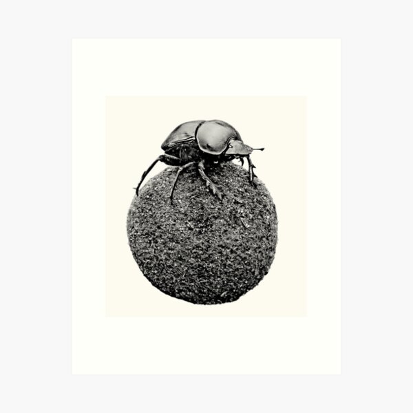 Dung Beetle on Dung Ball African Wildlife Art Print