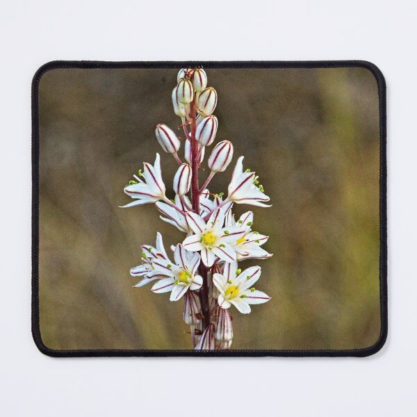 Item preview, Asphodel Mediterranean Wild Lilies Flowers designed and sold by Anna Lemos.