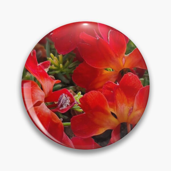 Item preview, Lechenaultia formosa designed and sold by LCNNativePlants.