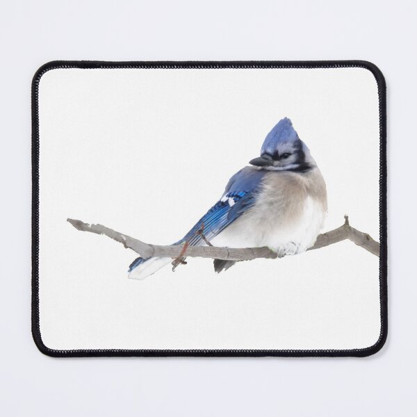 Item preview, Winter Birds - Blue Jay designed and sold by Kathy Weaver.