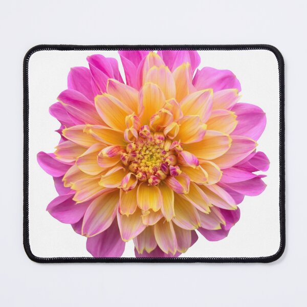 Item preview, Pink Dahlia Flower Still Life Floral Photography designed and sold by CottoVerdi.