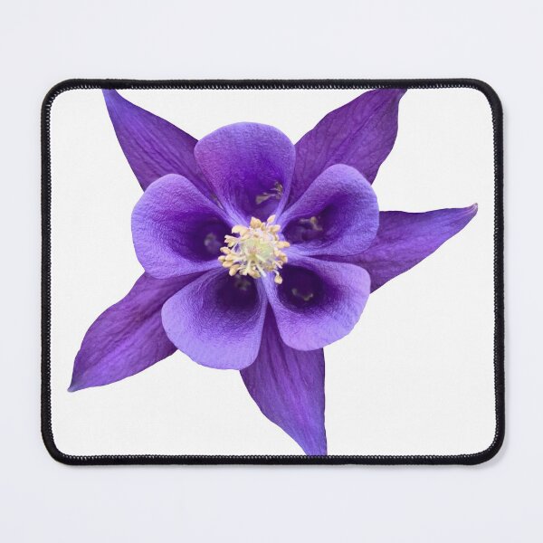 Item preview, Purple Flower Columbine Aquilegia Still Life Floral Photography designed and sold by CottoVerdi.