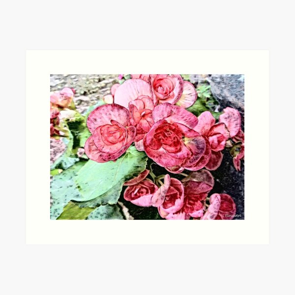 Item preview, My Begonias designed and sold by EloiseArt.