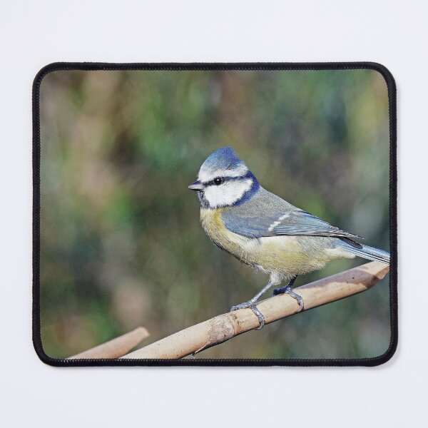 Item preview, r1230/ New Finition 2021 : " Mésange Bleu " 01 (c)(t) Olavia-Olao / Okaio Créations designed and sold by o.okaïo.