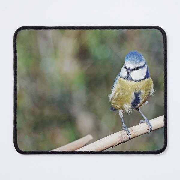 Item preview, r1233/ New Finition 2021 : " Mésange Bleu "  04  (c)(h) Olavia-Olao / Okaio Créations  designed and sold by o.okaïo.