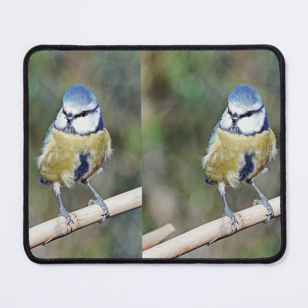 Item preview, r1234 / New 2021 Finish: "Blue Tit" 05 (c) (h) Olavia-Olao / Okaio Créations designed and sold by o.okaïo.