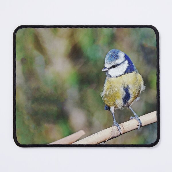 Item preview, r1239/ New Finition 2021 : " Mésange Bleu "  10  (c)(h) Olavia-Olao / Okaio Créations  designed and sold by o.okaïo.