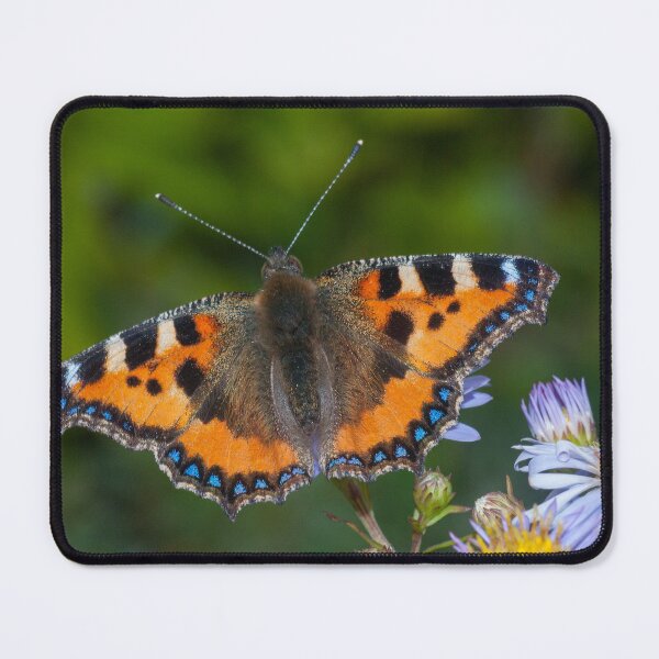 Item preview, Common tortoiseshell butterfly on a leaf in the summer. designed and sold by iCimages.net.