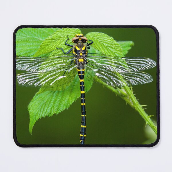 Item preview, Golden ringed dragonfly designed and sold by iCimages.net.