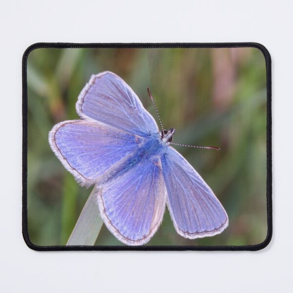 Item preview, Common blue butterfly designed and sold by iCimages.net.