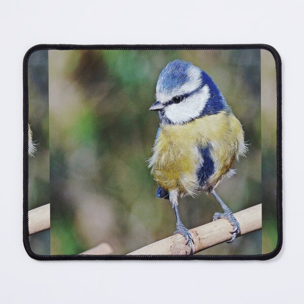 Item preview, r1240/ New Finition 2021 : " Mésange Bleu " 12 (c)(h) Olavia-Olao / Okaio Créations designed and sold by o.okaïo.