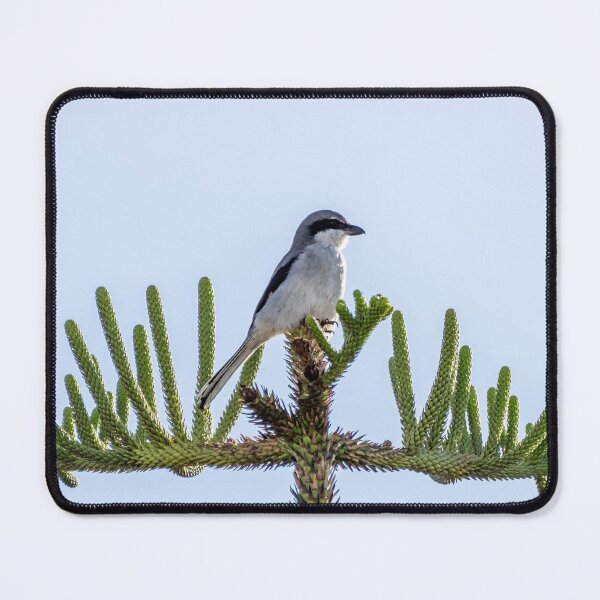 Item preview, Alcaudón en la cima del árbol designed and sold by iCimages.net.