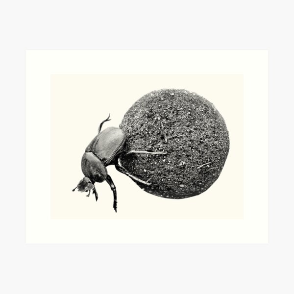 Dung Beetle Rolling Dung Ball African Wildlife Art Print
