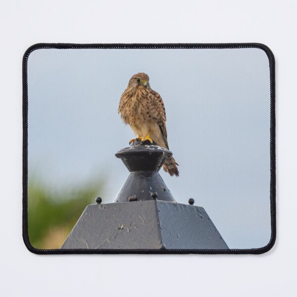 Item preview, Kestrel on guard designed and sold by iCimages.net.