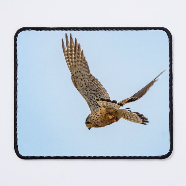 Artikelvorschau, Turmfalke im Flug entworfen und verkauft von iCimages.net.