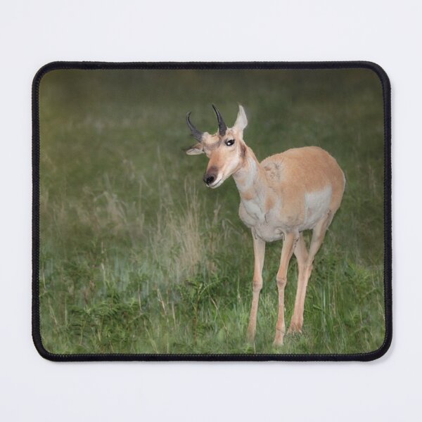Item preview, Pronghorn designed and sold by Kathy Weaver.