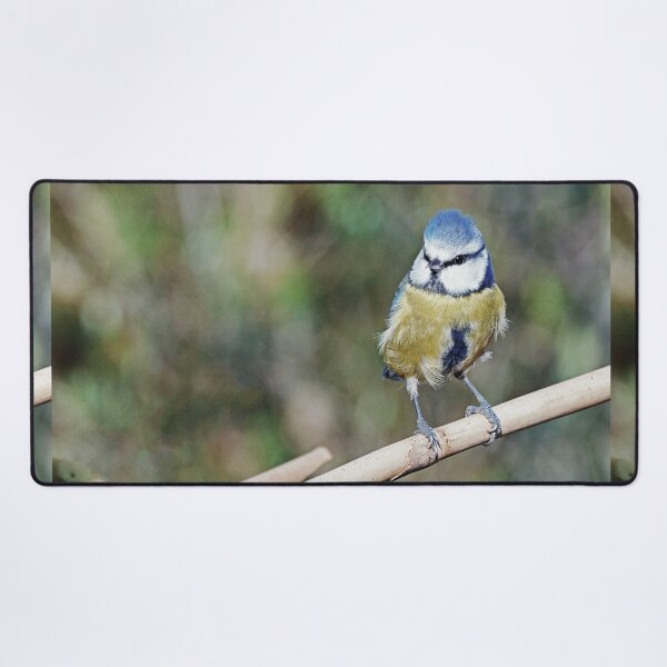 Item preview, r1233/ New Finition 2021 : " Mésange Bleu " 04 (c)(h) Olavia-Olao / Okaio Créations designed and sold by o.okaïo.