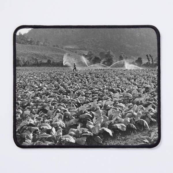Item preview, Vintage photo of a tobacco field in honduras designed and sold by JerryFrank.