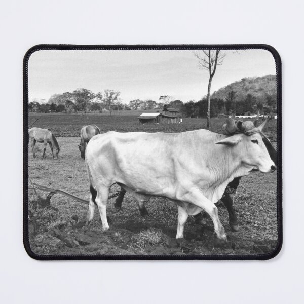 Item preview, Vintage Photo of Mexican Farmer and Cows designed and sold by JerryFrank.