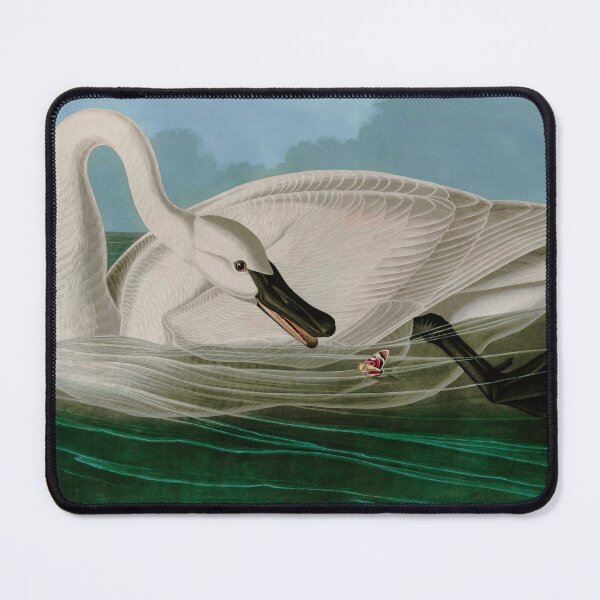 Item preview, Trumpeter Swan Birds of America Audubon Illustration Bird Lovers Gift designed and sold by VintageArchive.