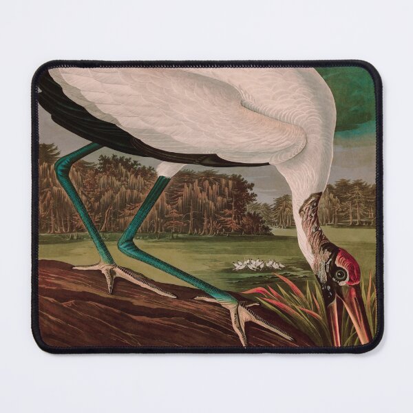 Item preview, Birds of America Audubon Wood Ibis Illustration Bird Lovers Gift designed and sold by VintageArchive.